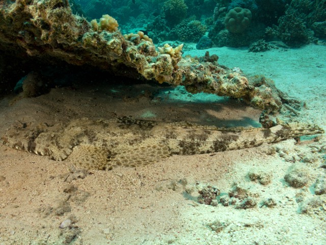 Papillociliceps Longiceps